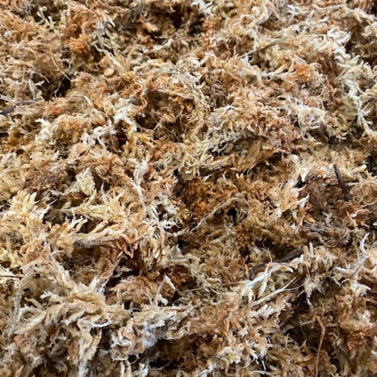Compressed Sphagnum Moss - 100g