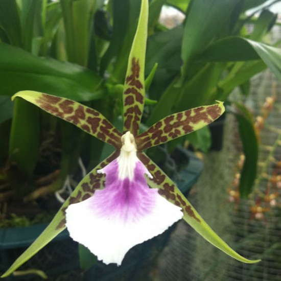 Aspasia lunata