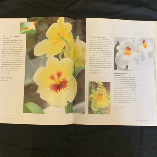 Orkidé - Swedish copy