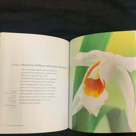 Orchideeën - small Dutch copy