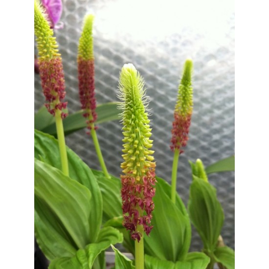 Dienia ophrydis 'Frisky'