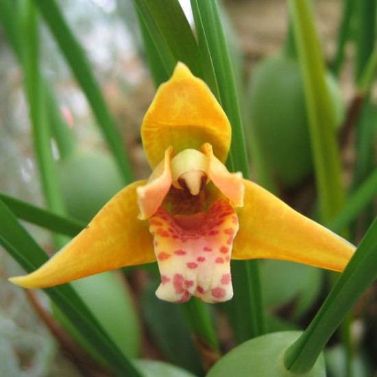 Maxillaria Type Collection