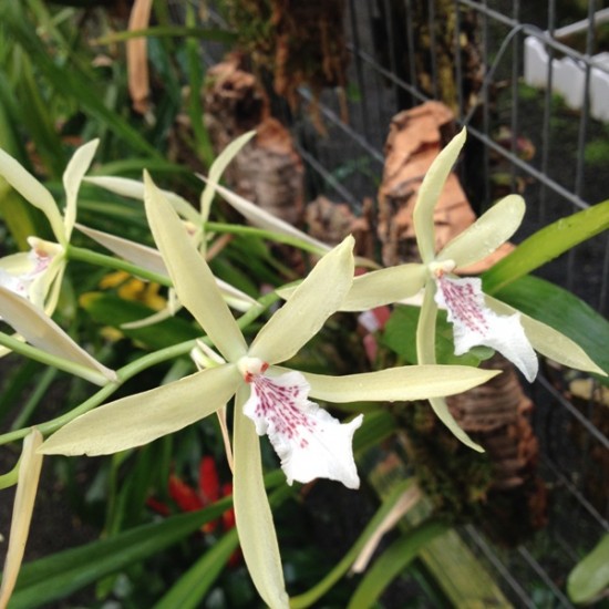 Miltonia flavescens