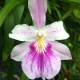 Miltonia spectabilis