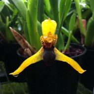 Camaridium cucullatum