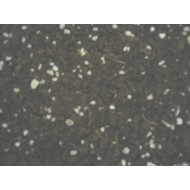 Seedling & Pleione Mix - 1L Bag