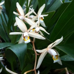 Coelogyne flaccida
