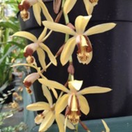 Coelogyne massangeana