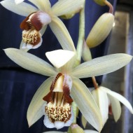 Coelogyne massangeana