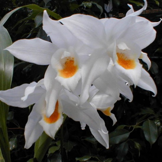 Coelogyne mooreana 