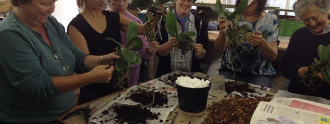 Beginners' Orchid Masterclass - Sat 15th October 2022