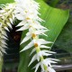 Dendrochilum glumaceum 'Orchid Paradise'