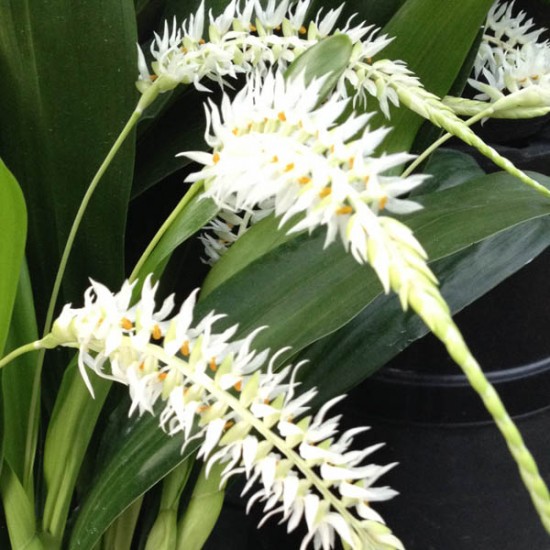 Dendrochilum glumaceum 'Orchid Paradise'