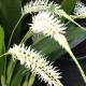 Dendrochilum glumaceum 'Orchid Paradise'