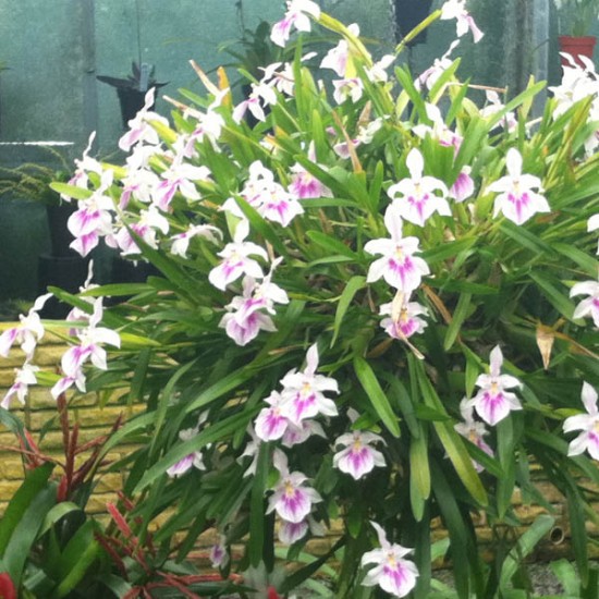 Miltonia spectabilis