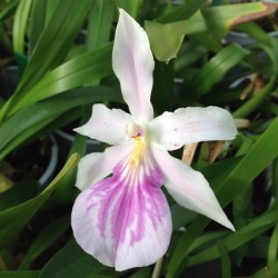 Miltonia spectabilis