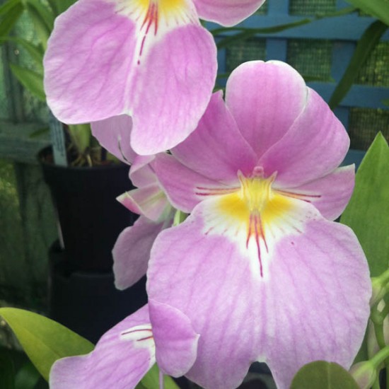 Miltoniopsis vexillaria "Josephina"