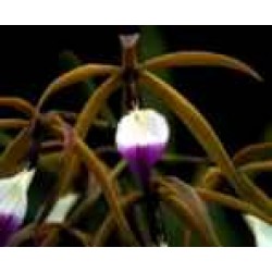 Prosthechea brassavolae