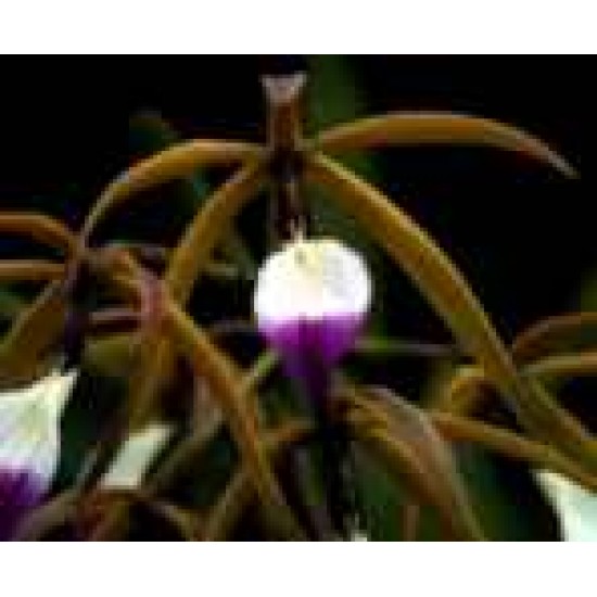 Prosthechea brassavolae