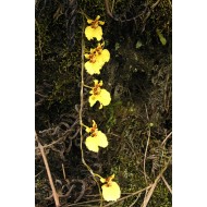 Oncidium globuliferum