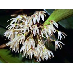 Pleurothallis peduncularis