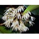 Pleurothallis peduncularis