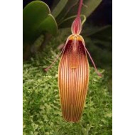 Restrepia antennifera 'Frontino Giant'