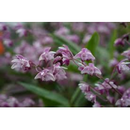 Dendrobium kingianum