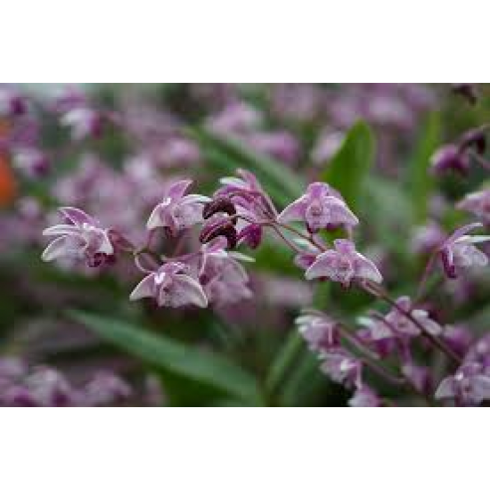 Dendrobium kingianum