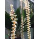 Dendrochilum cobbianum