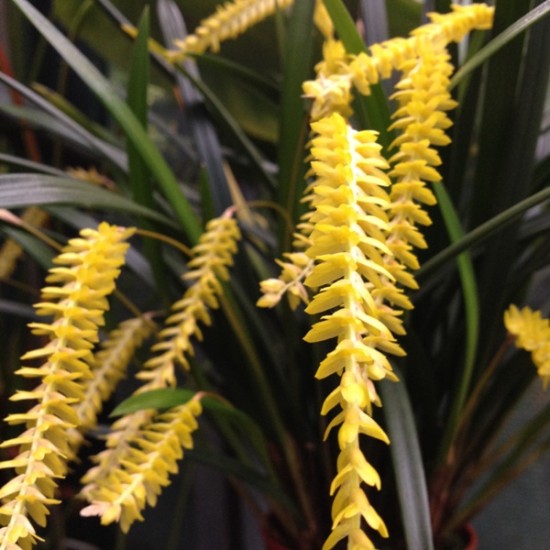 Dendrochilum javieri