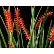 Dendrochilum wenzelii