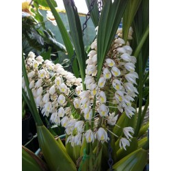 Coelogyne multiflora