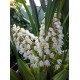 Coelogyne multiflora ‘Suwada’ CBR/JOGA