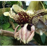 Stanhopea tigrina