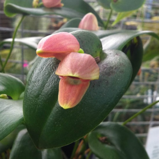 Pleurothallis palliolata
