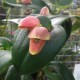 Pleurothallis palliolata