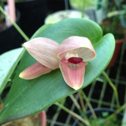 Pleurothallis palliolata