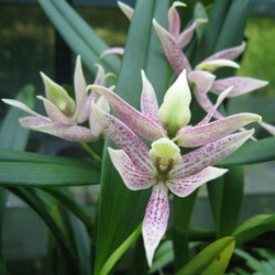Prosthechea garciana